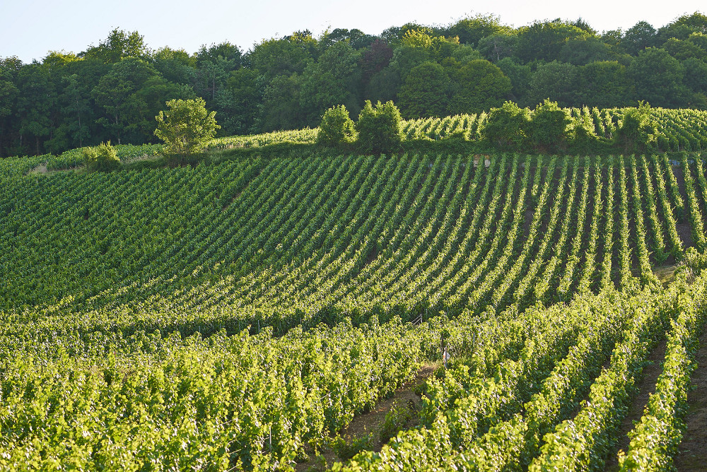 A Champagne Frerejean Frères Vineyard in the Côte des Blancs Côte des Blancs
